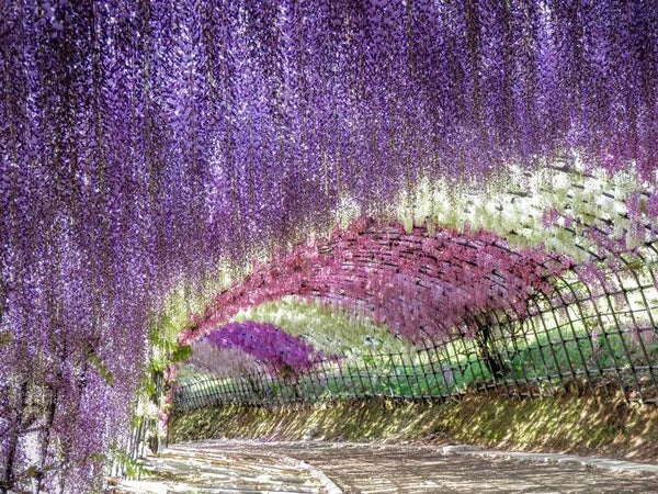 【博多発】一度は行きたい河内藤園の藤棚&ワールドランチバイキング 日帰り1